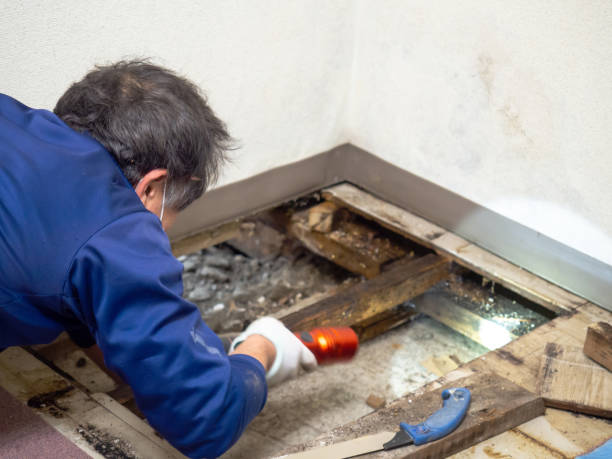 Best Crawl Space Mold Removal  in Rupert, ID