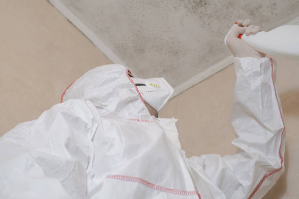 Mold Testing and Removal in Rupert, ID