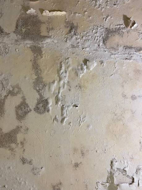 Best Mold Damage Repair  in Rupert, ID