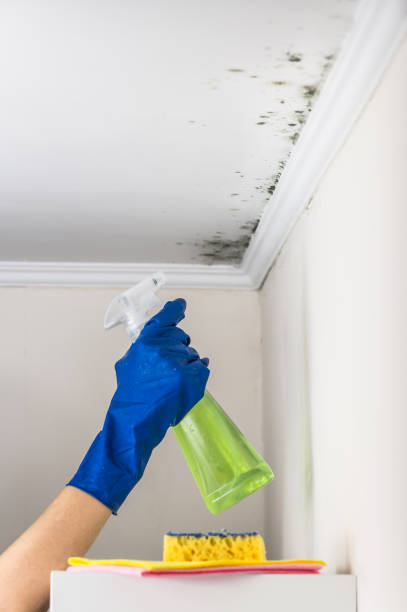 Best Mold Testing  in Rupert, ID